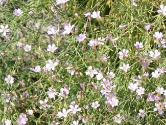 Gypsophila repens